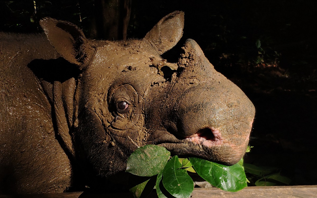 FOTO : Penampakan si cantik Pahu, badak Kalimantan penghuni Suaka Badak Kelian.