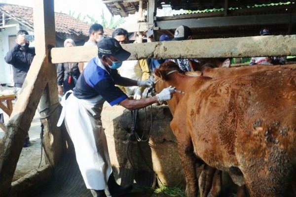 FOTO : Ilustrasi vaksinasi PMK pada sapi.