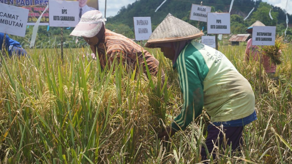 PETANI: Para Petani di Kelurahan Makroman, Kecamatan Sambutan saat memanen padi