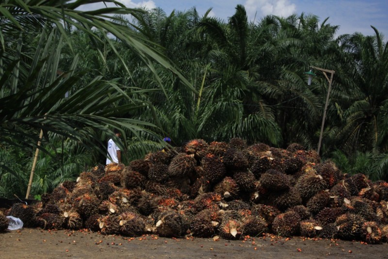POTENSI BESAR: Hilirisasi sawit diyakini bisa berkembang optimal di Kaltim, mengingat melimpahnya sumber daya alam yang tersedia di provinsi ini.