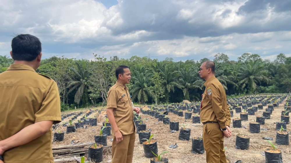 KEREK PENDAPATAN: Kepala Disbun Kaltim Ahmad Muzakkir saat meninjau kawasan pembibitan oleh UPTD di kawasan Kukar, Senin (6/11).