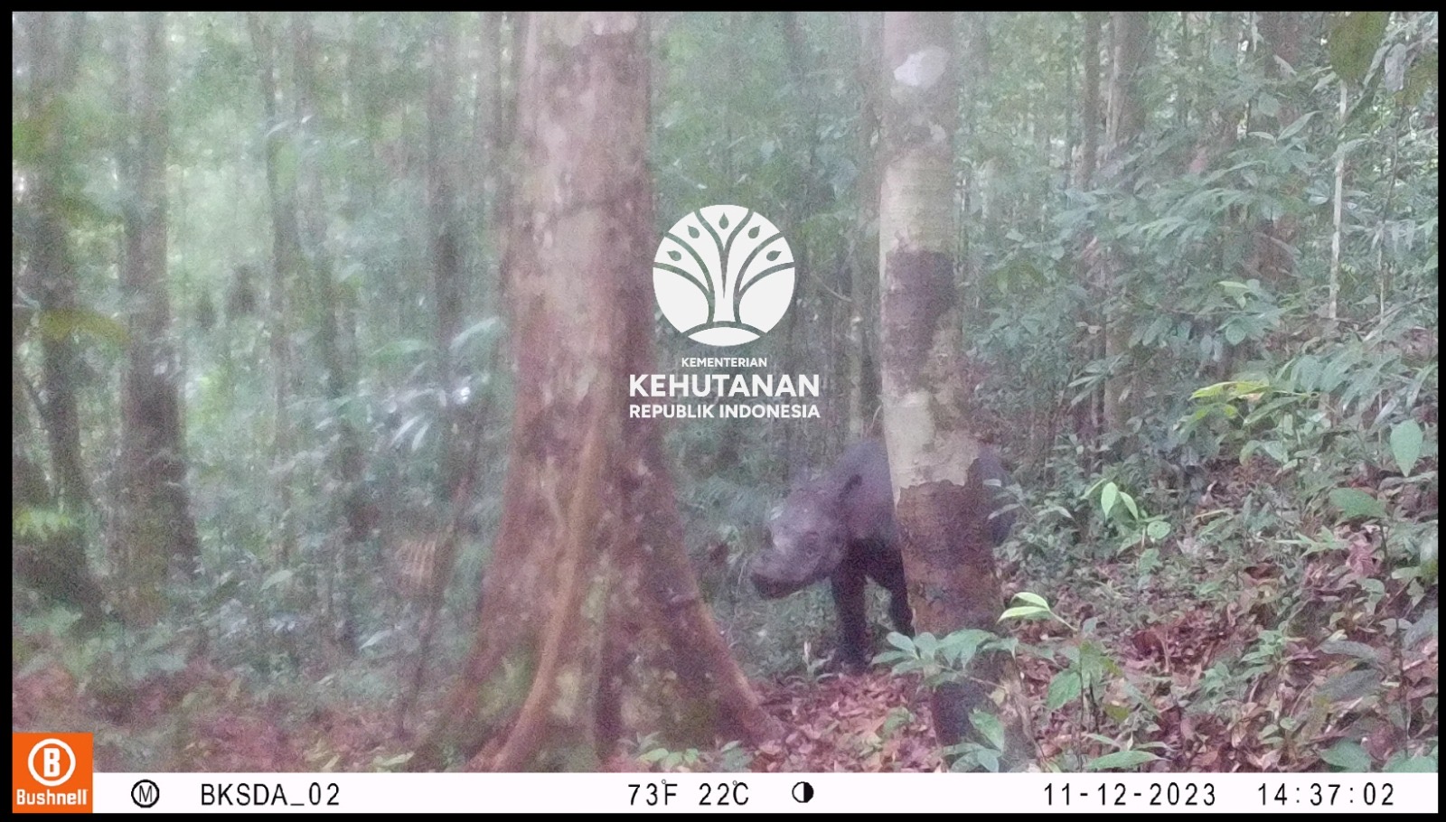 Badak Pari yang terekam kamera jebak di dala hutan Mahulu (dok : BKSDA Kaltim)