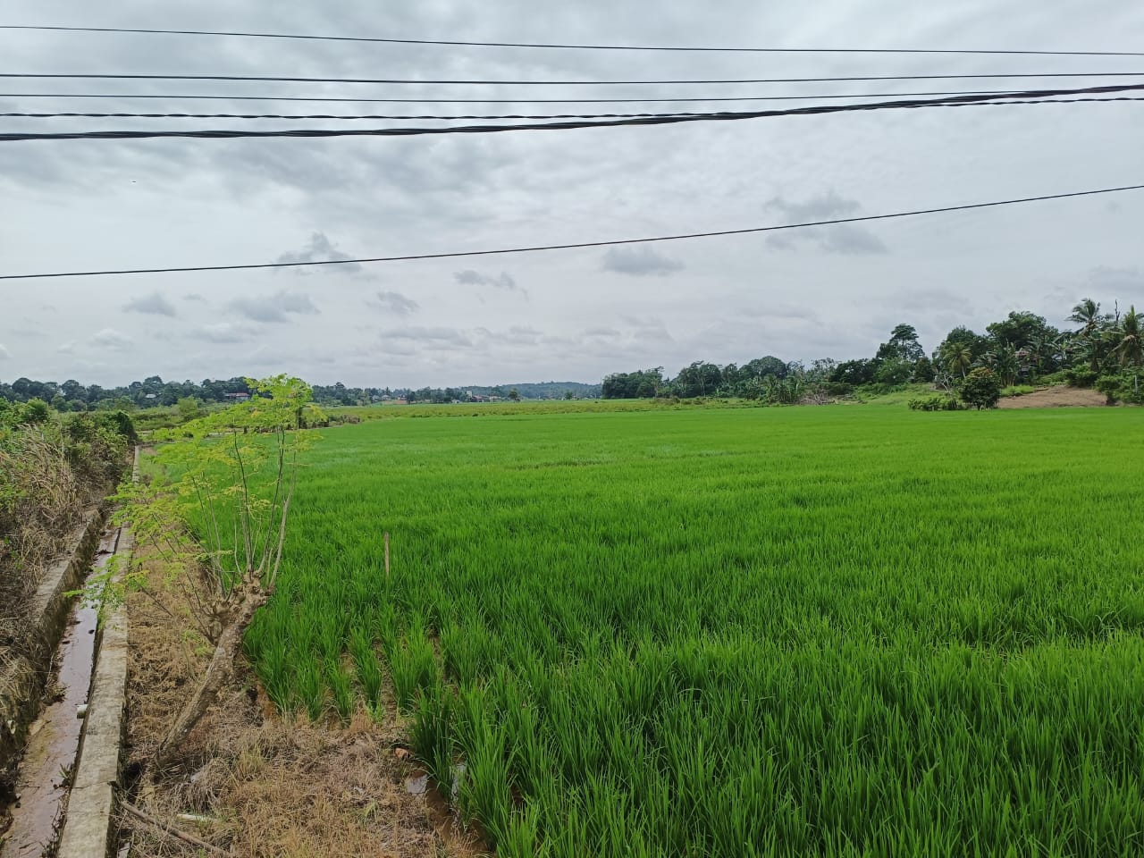 Sawah di Desa Sumber Sari