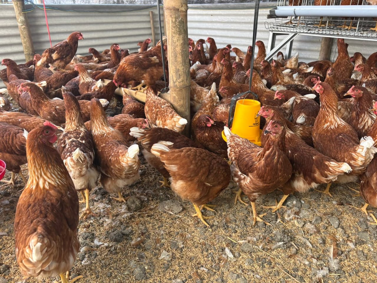 ilustrasi ayam petelur