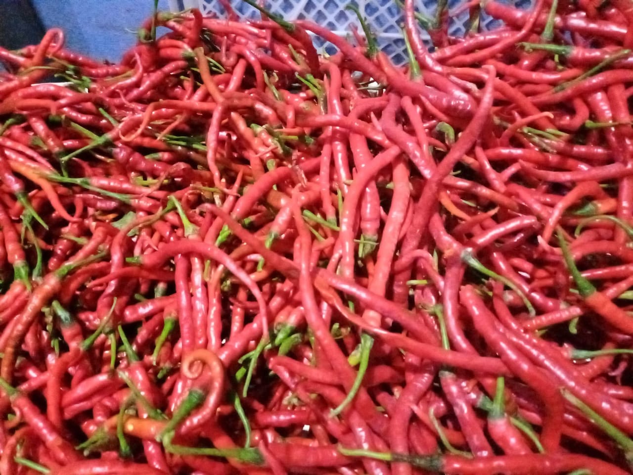 ilustrasi sayur-sayuran