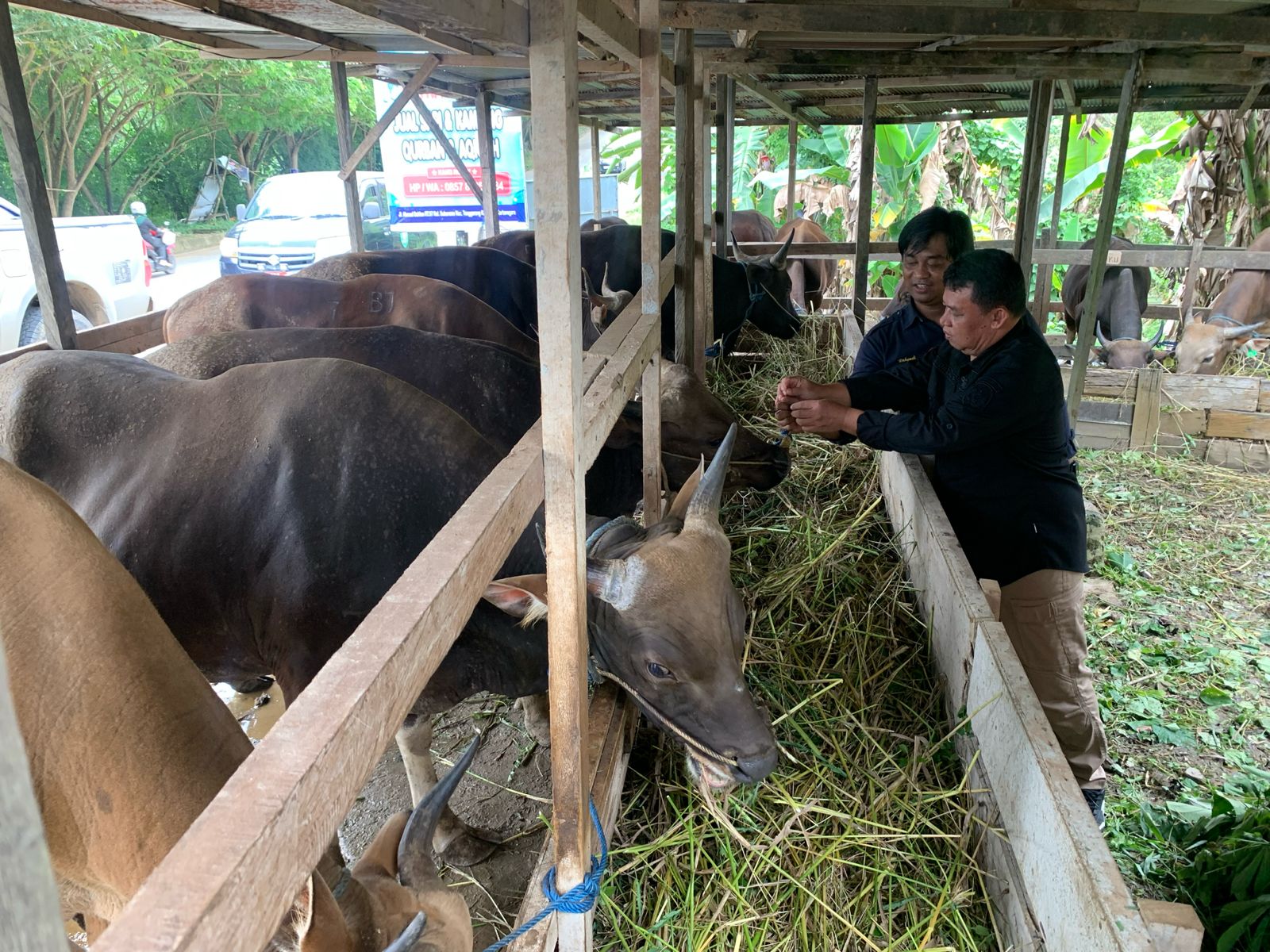 Hewan Ternak Kurban di Kukar. (garispena)